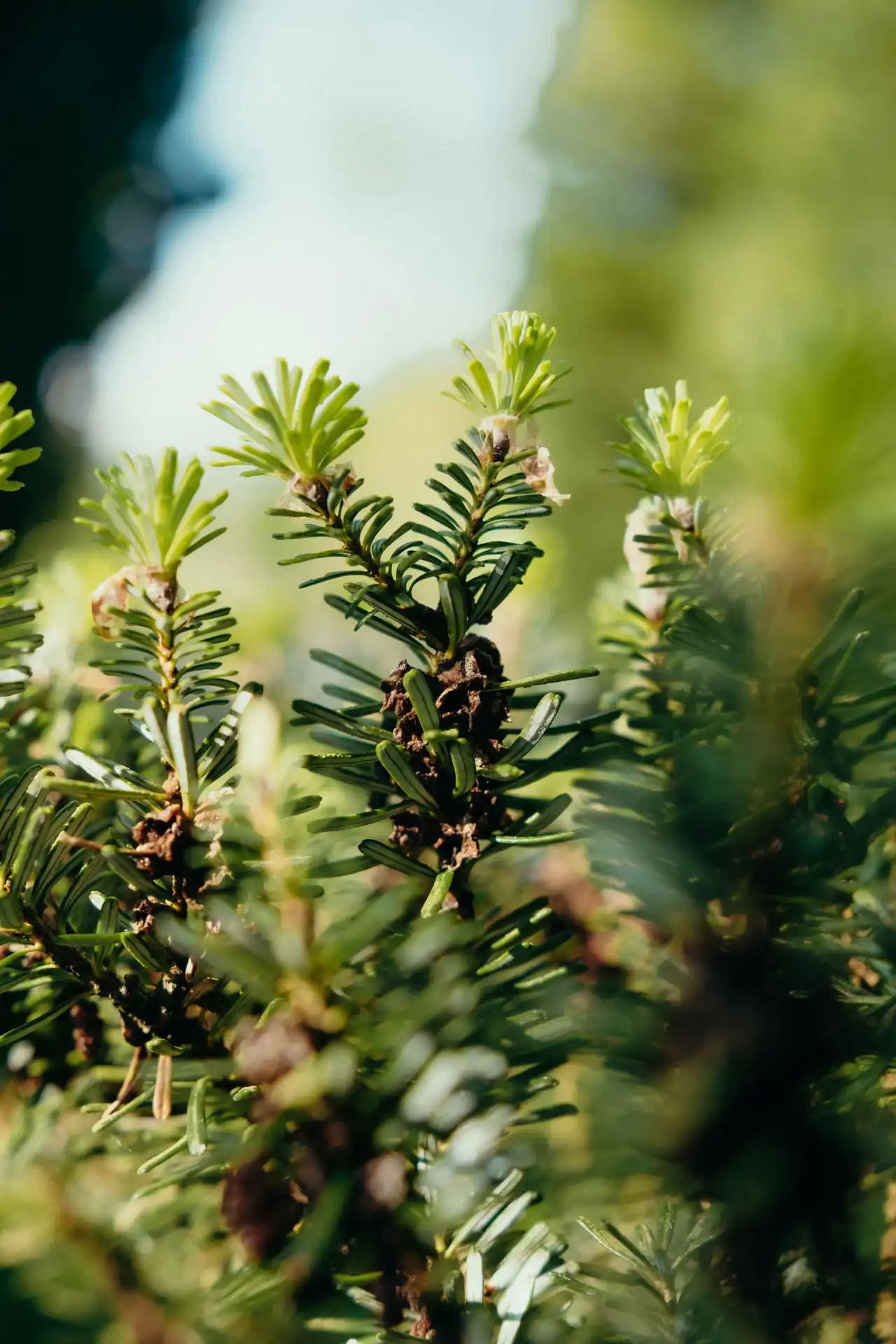 Cabane Félicie en bois - Logement insolite à Saint-Hubert en Belgique