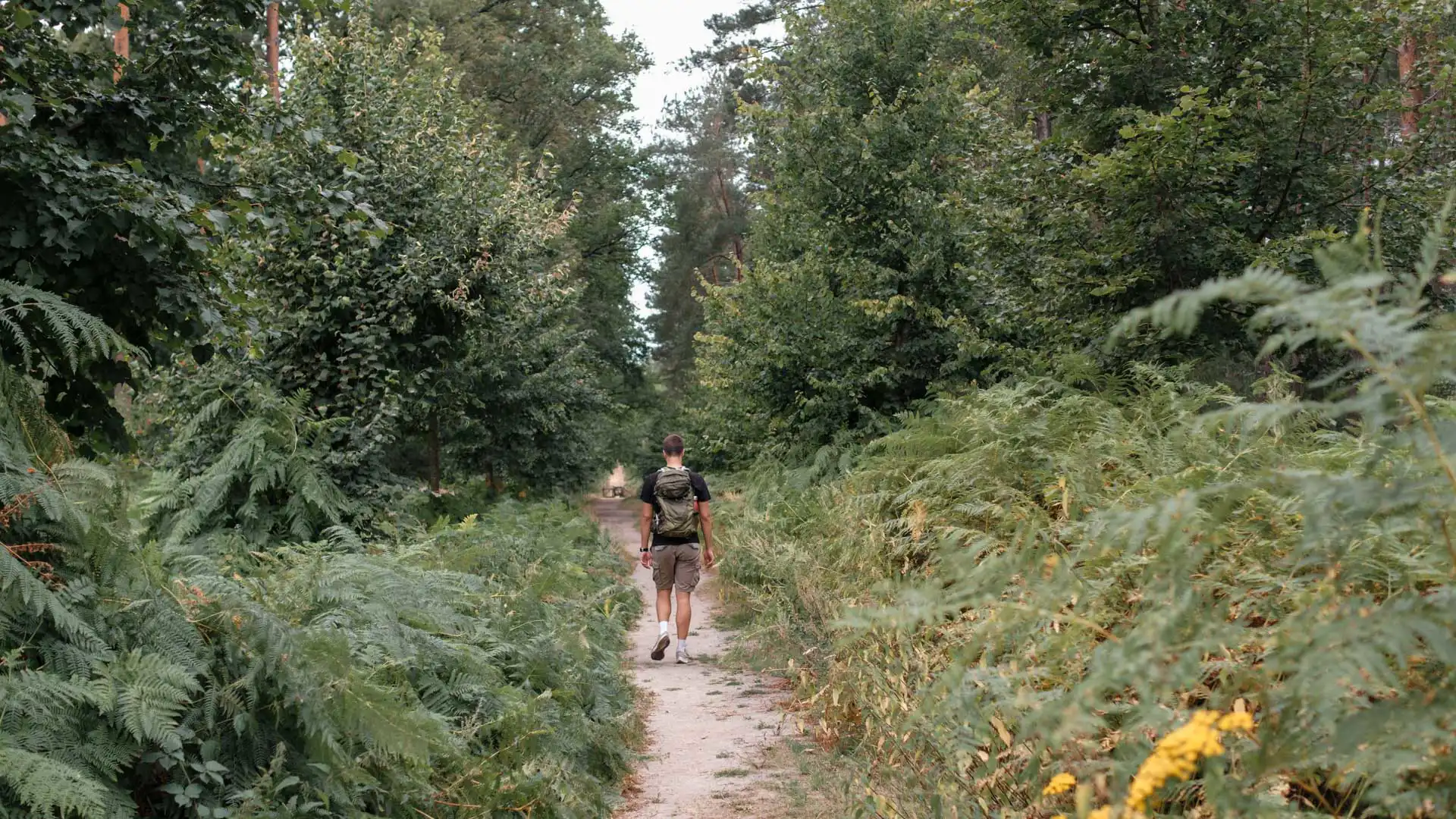Randonnée dans la réserve naturelle d'Averbode Bos & Heide en Belgique
