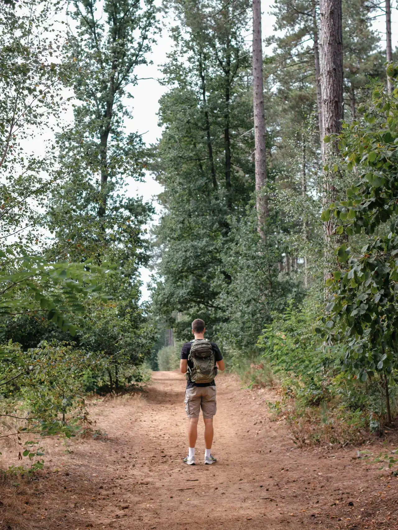 Randonnée dans la réserve naturelle d'Averbode Bos & Heide en Belgique