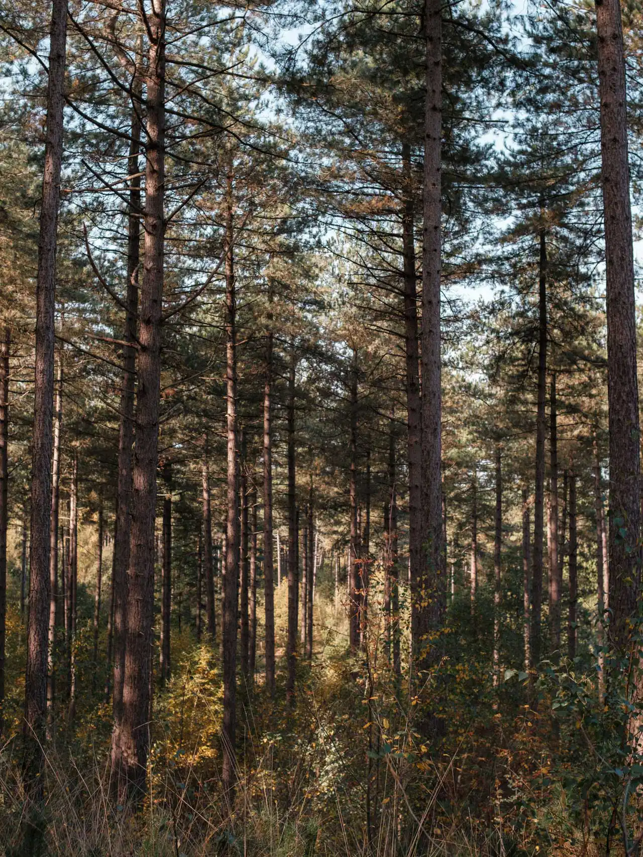 Randonnée dans la réserve naturelle d'Averbode Bos & Heide en Belgique