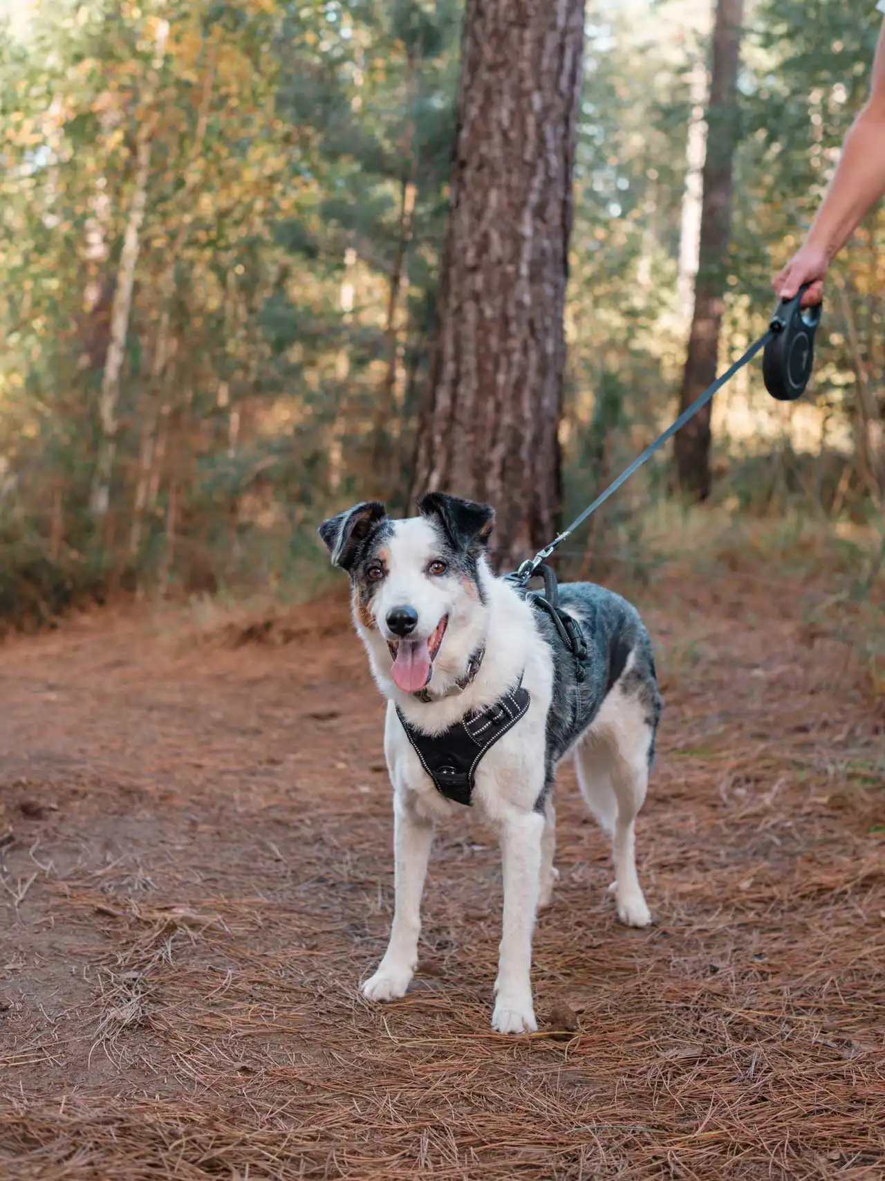 Chien dans la réserve naturelle d'Averbode Bos & Heide en Belgique