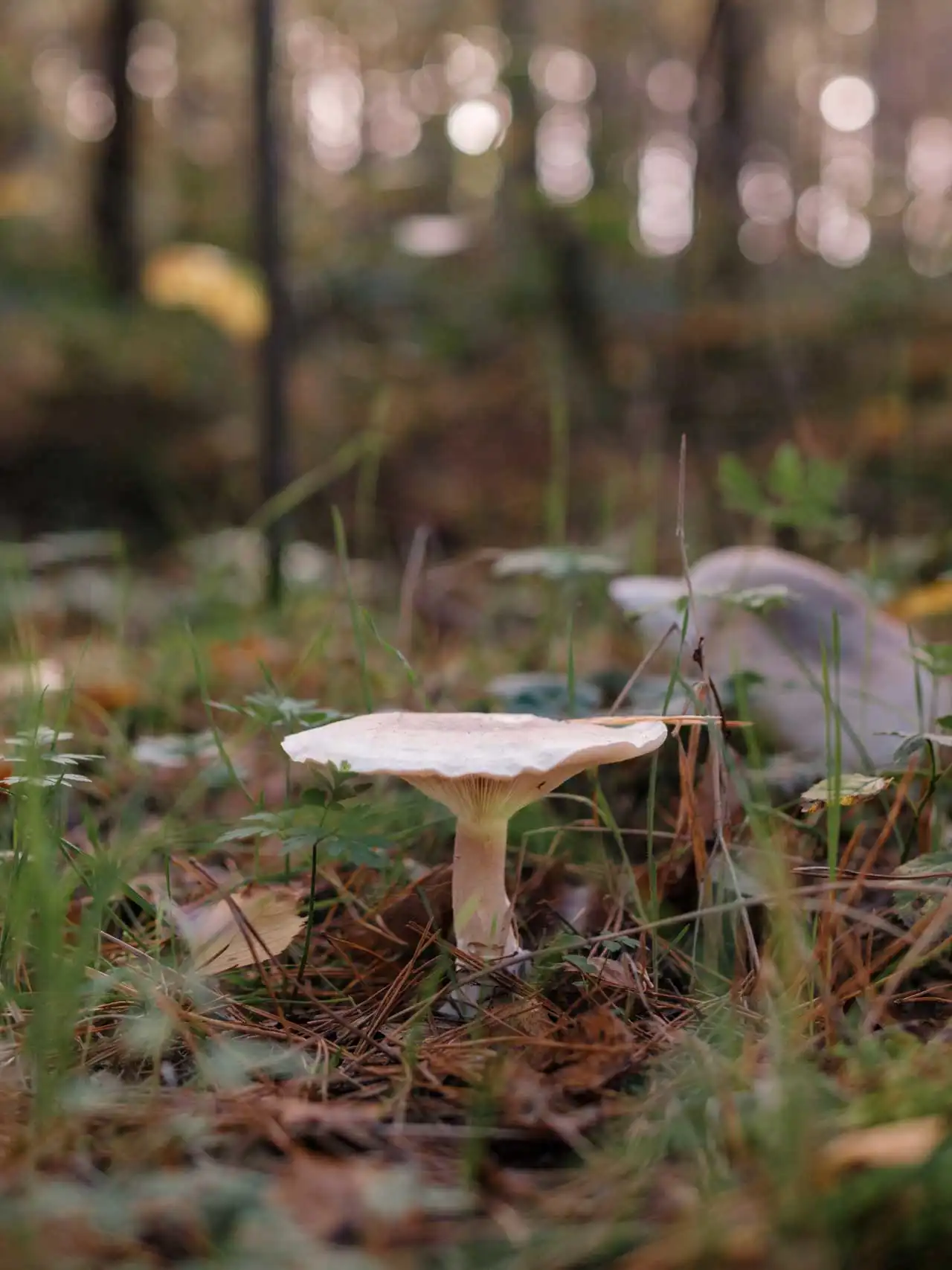 Champignon dans la réserve naturelle d'Averbode Bos & Heide en Belgique