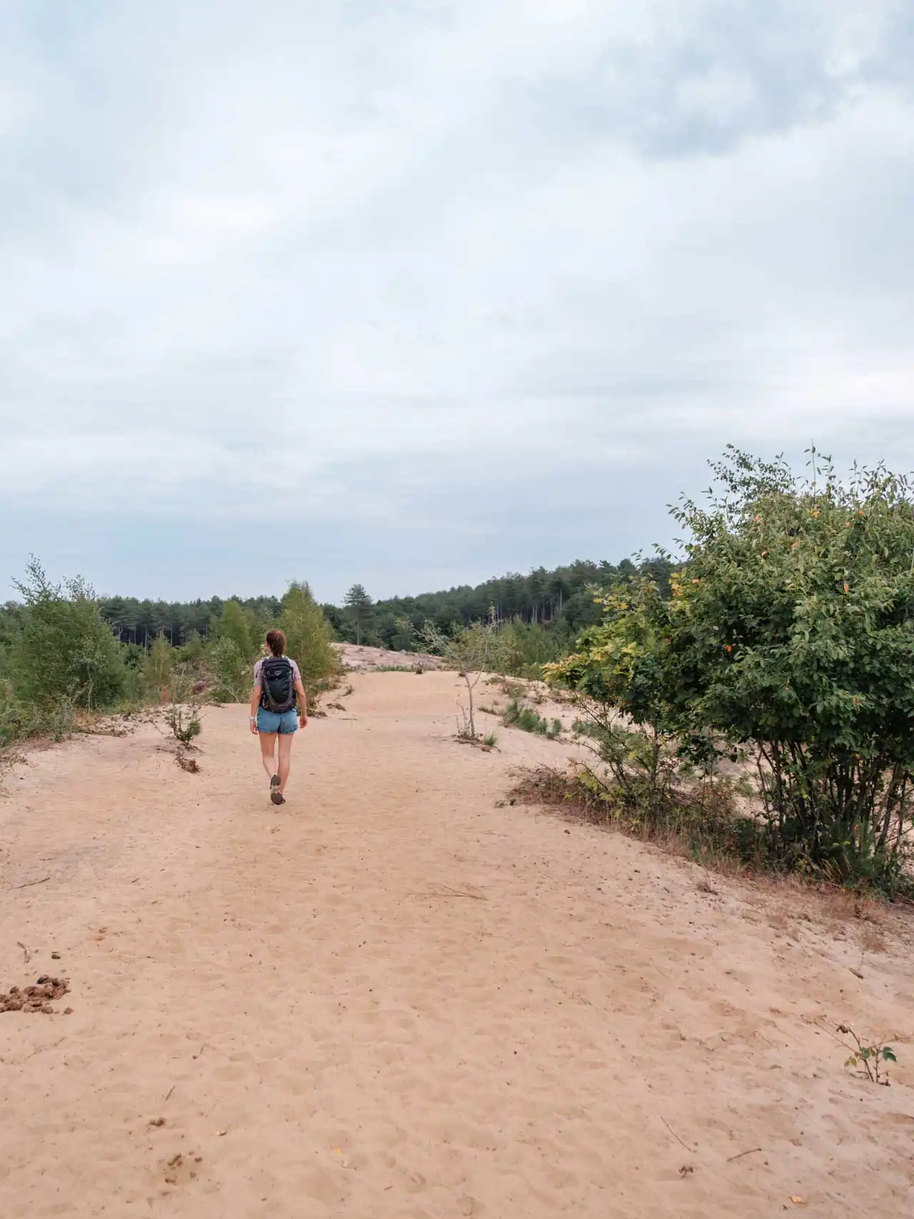 Randonnée dans la réserve naturelle d'Averbode Bos & Heide en Belgique