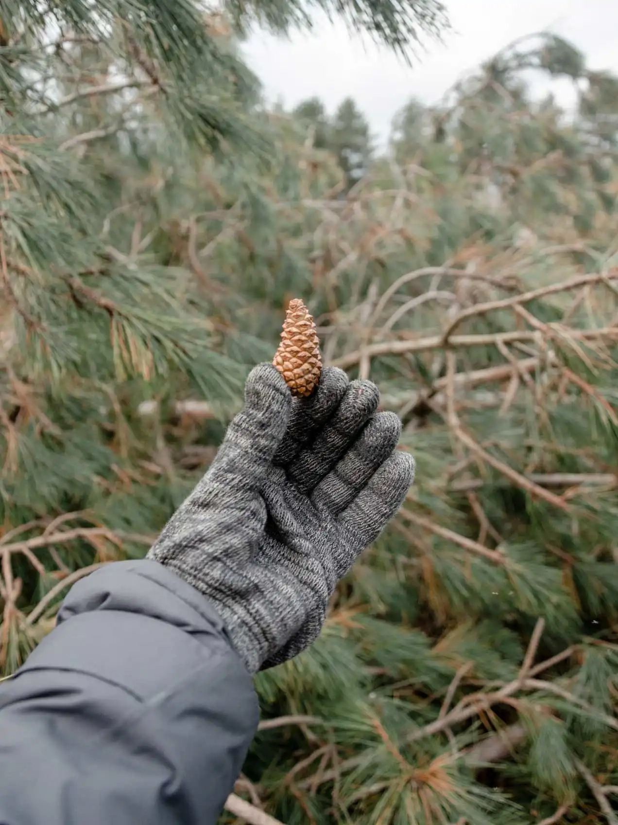 Pomme de pin dans une main