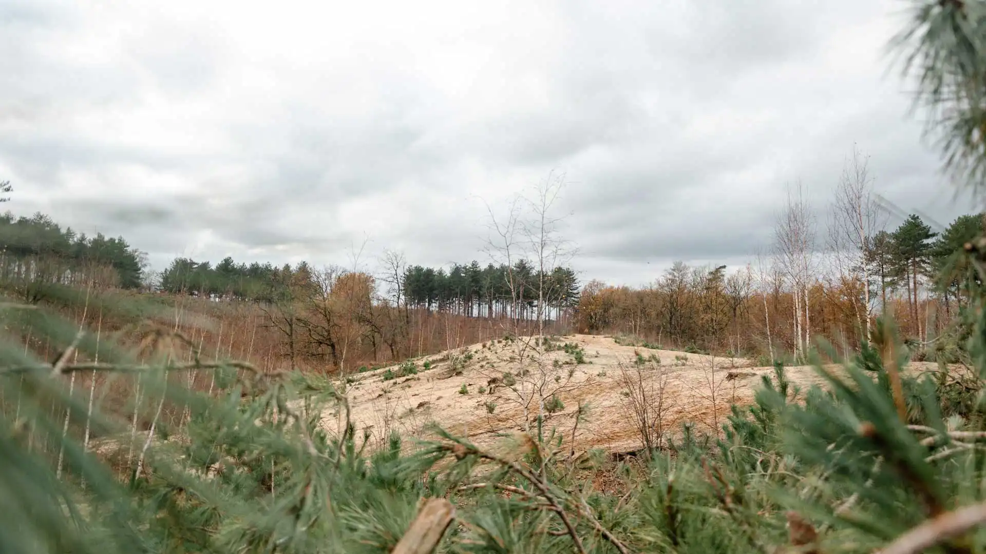 Randonnée dans la réserve naturelle d'Averbode Bos & Heide en Belgique
