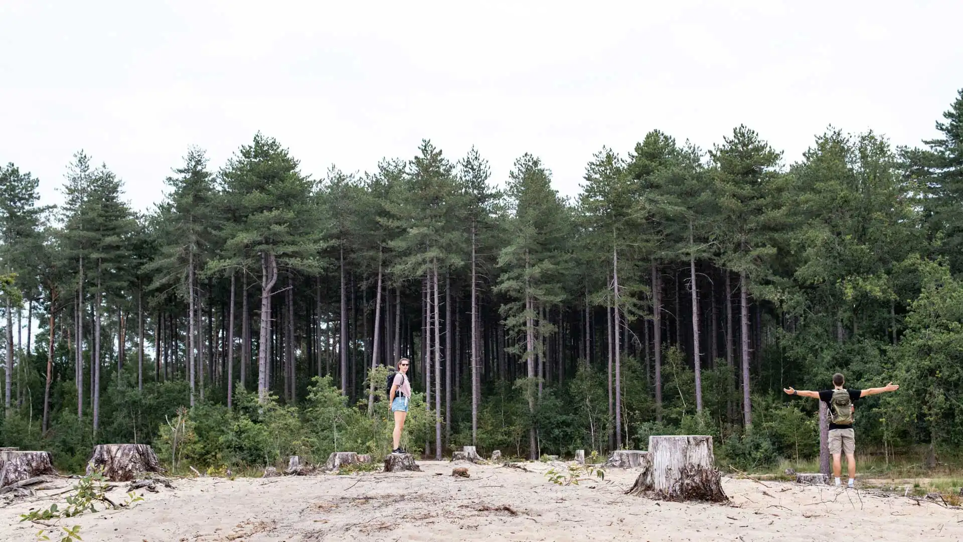 Randonnée dans la réserve naturelle d'Averbode Bos & Heide en Belgique