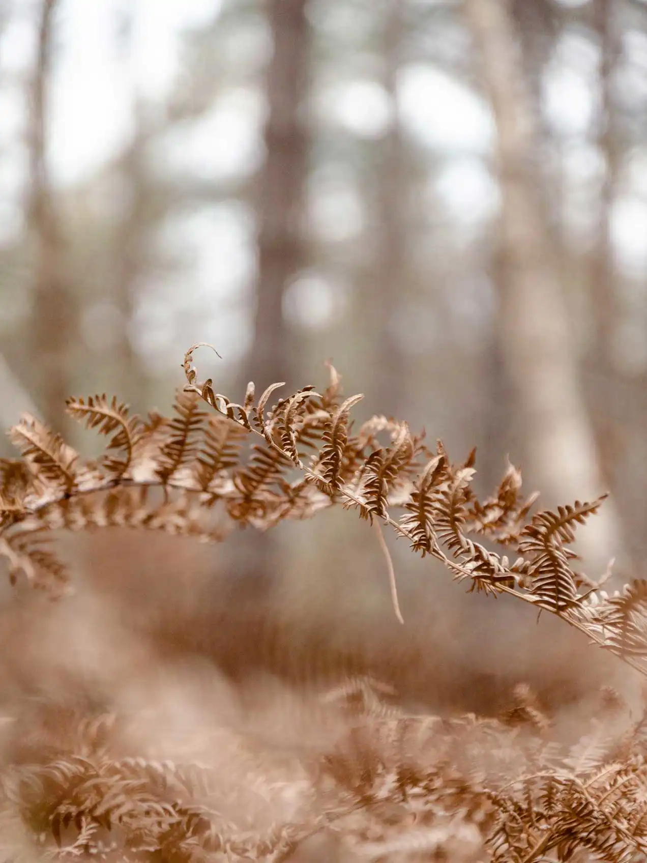 Fougères brunes Averbode