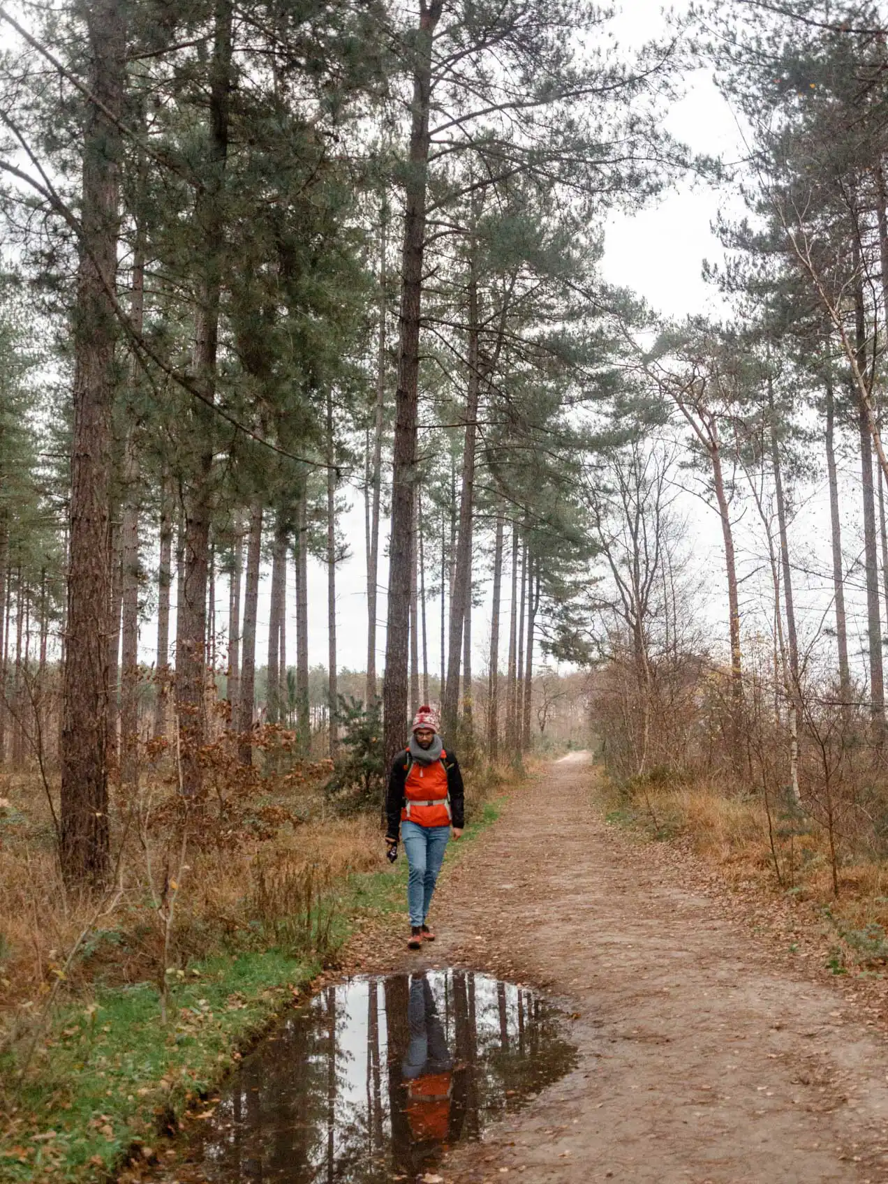 Randonnée dans la réserve naturelle d'Averbode Bos & Heide en Belgique