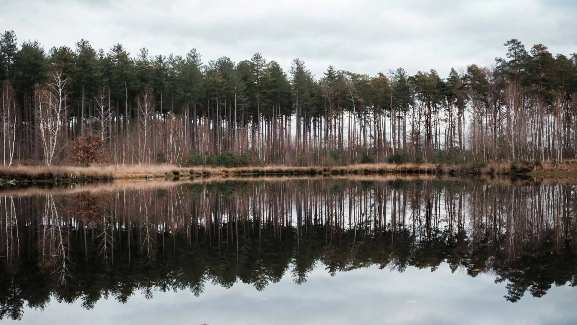Randonnée dans la réserve naturelle d'Averbode Bos & Heide en Belgique