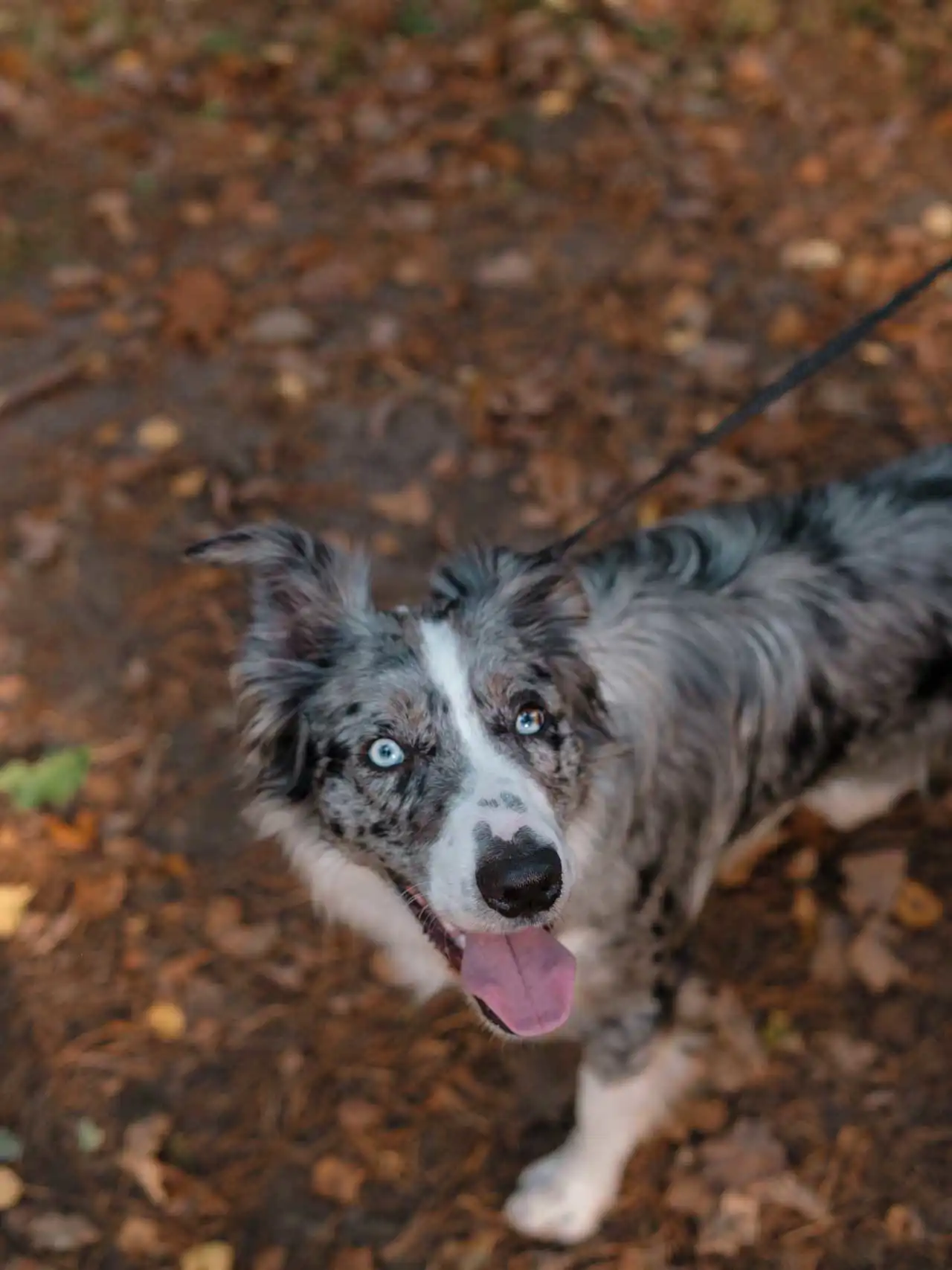 Border Collie Gris Merle en Automne à Averbode