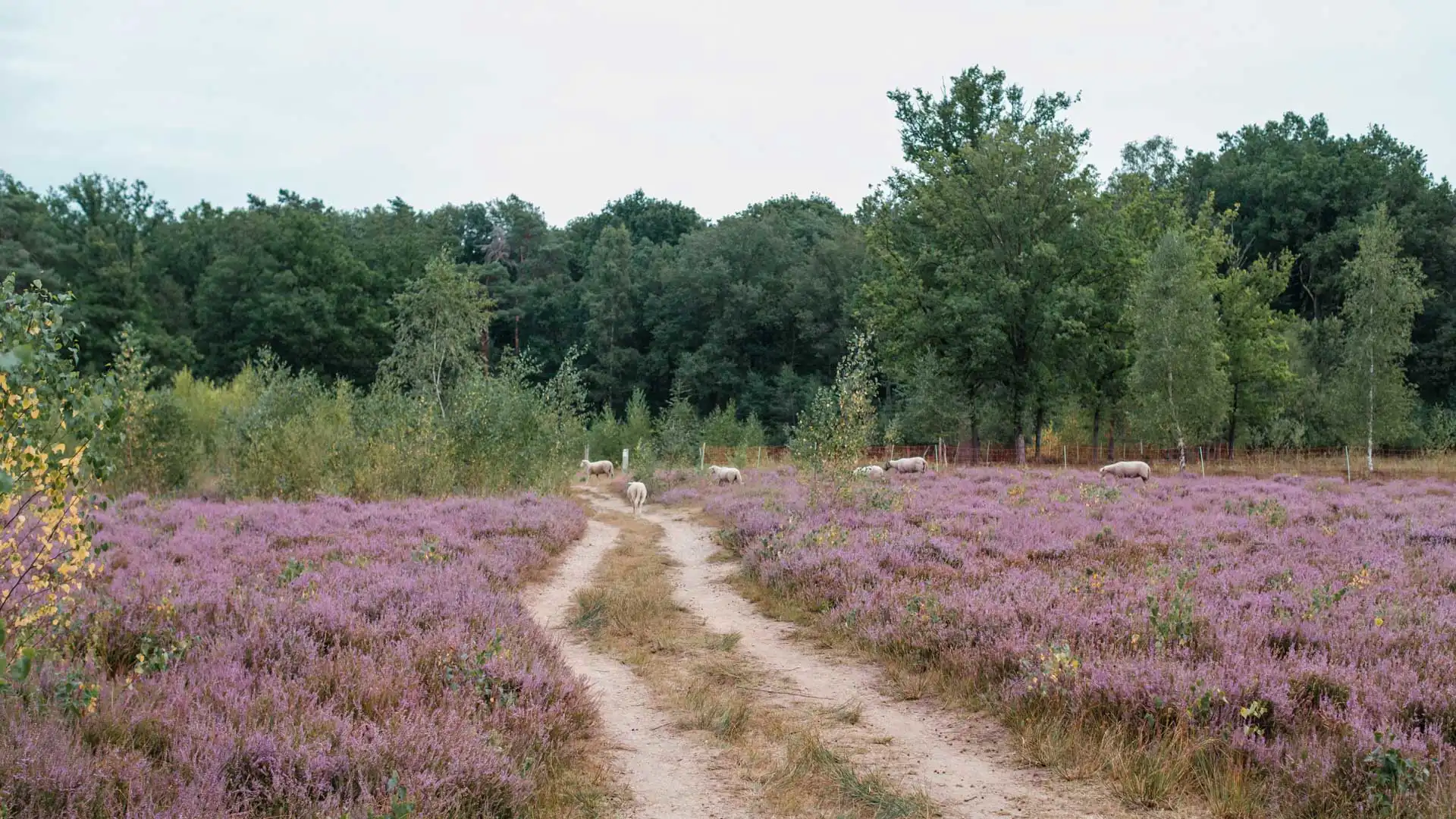 Randonnée à Averbode lors de la floraison des bruyères sauvages