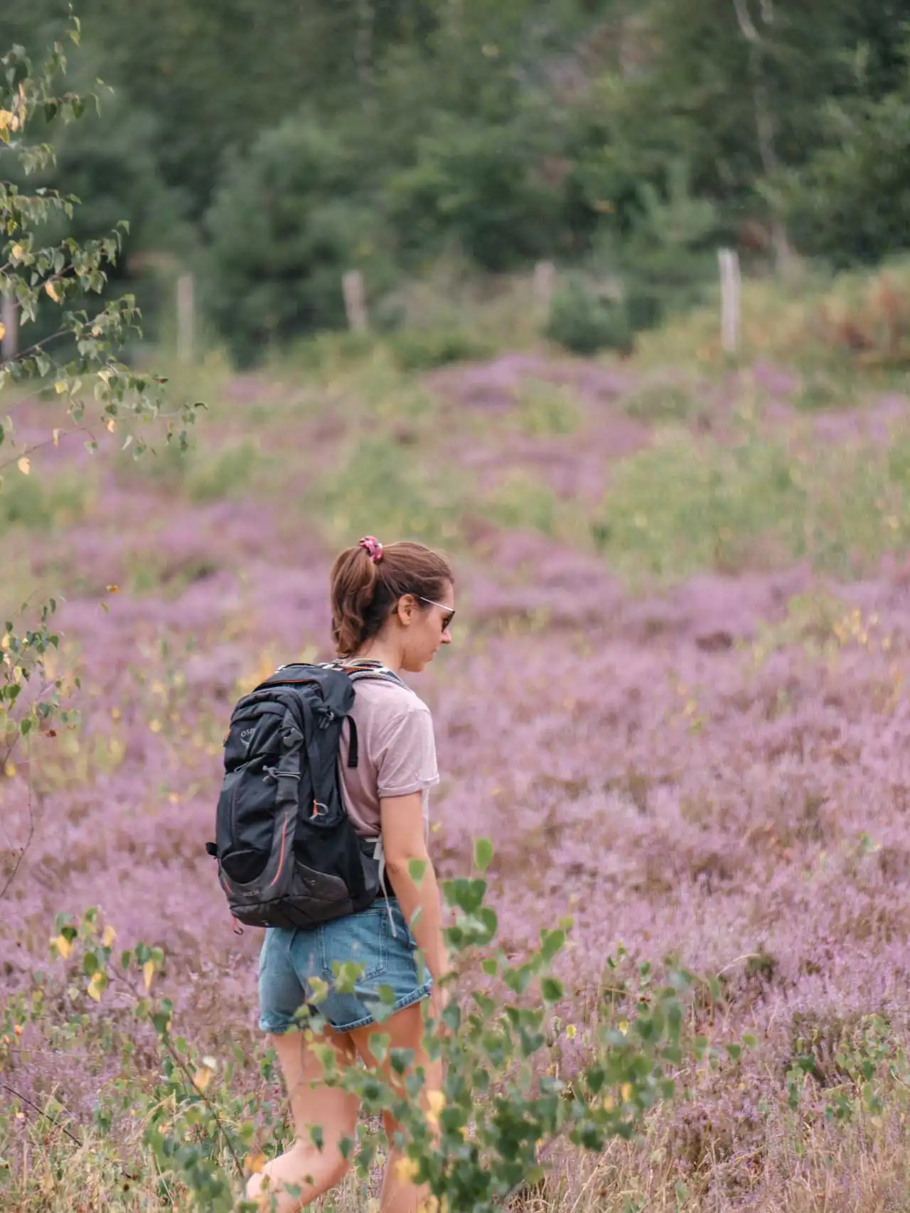 Randonnée à Averbode lors de la floraison des bruyères sauvages