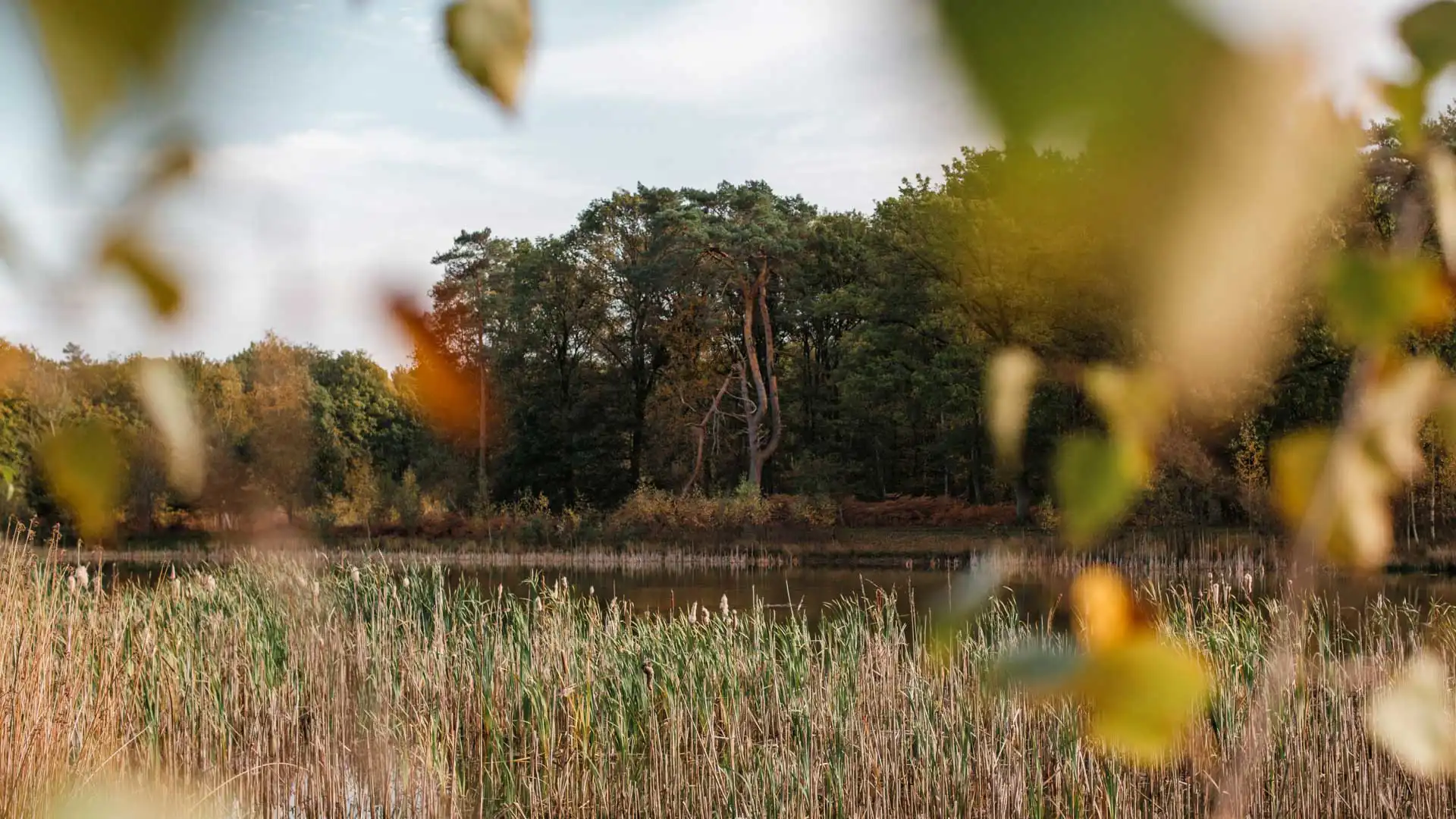 Randonnée dans la réserve naturelle d'Averbode Bos & Heide en Belgique