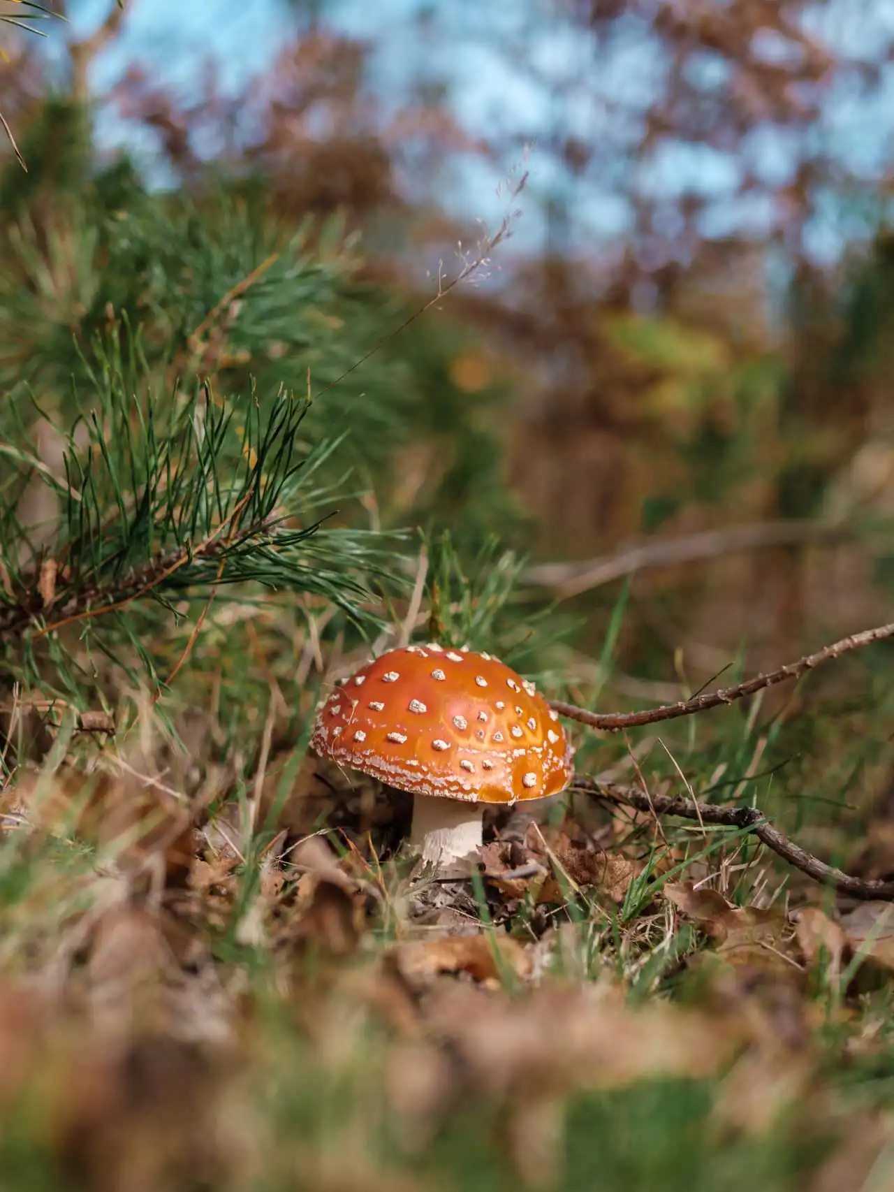 Amanite tue mouche à Averbode