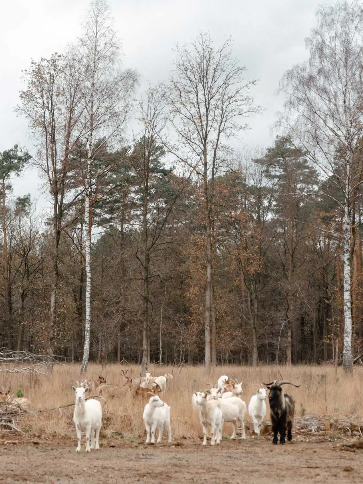 Troupeau de chèvre à Averbode