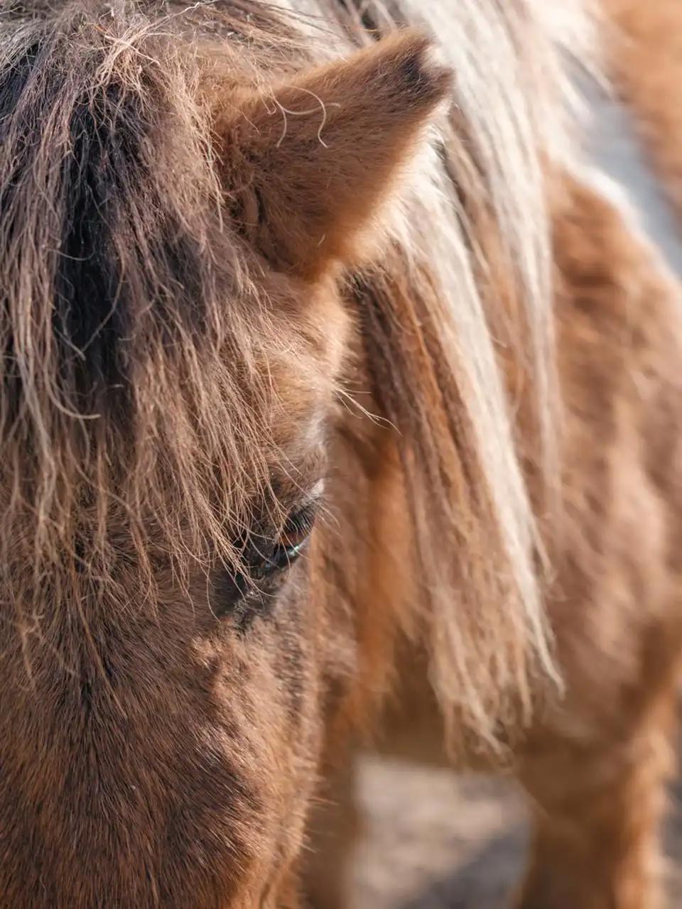 Wolfsputten, Randonnée à Dilbeek