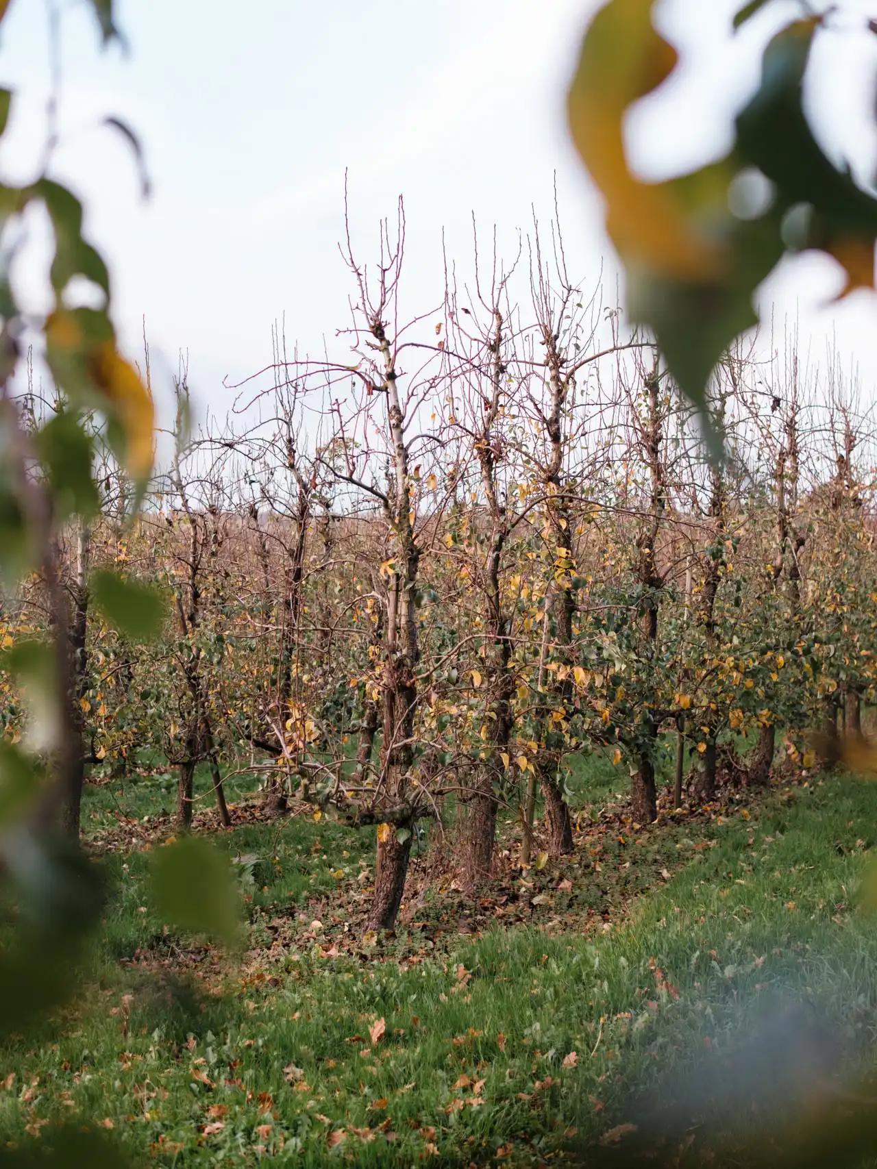 Wolfsputten, Randonnée à Dilbeek