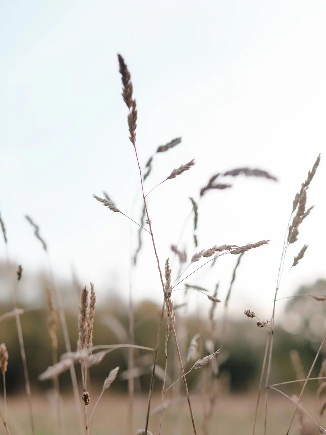 Wolfsputten, Randonnée à Dilbeek