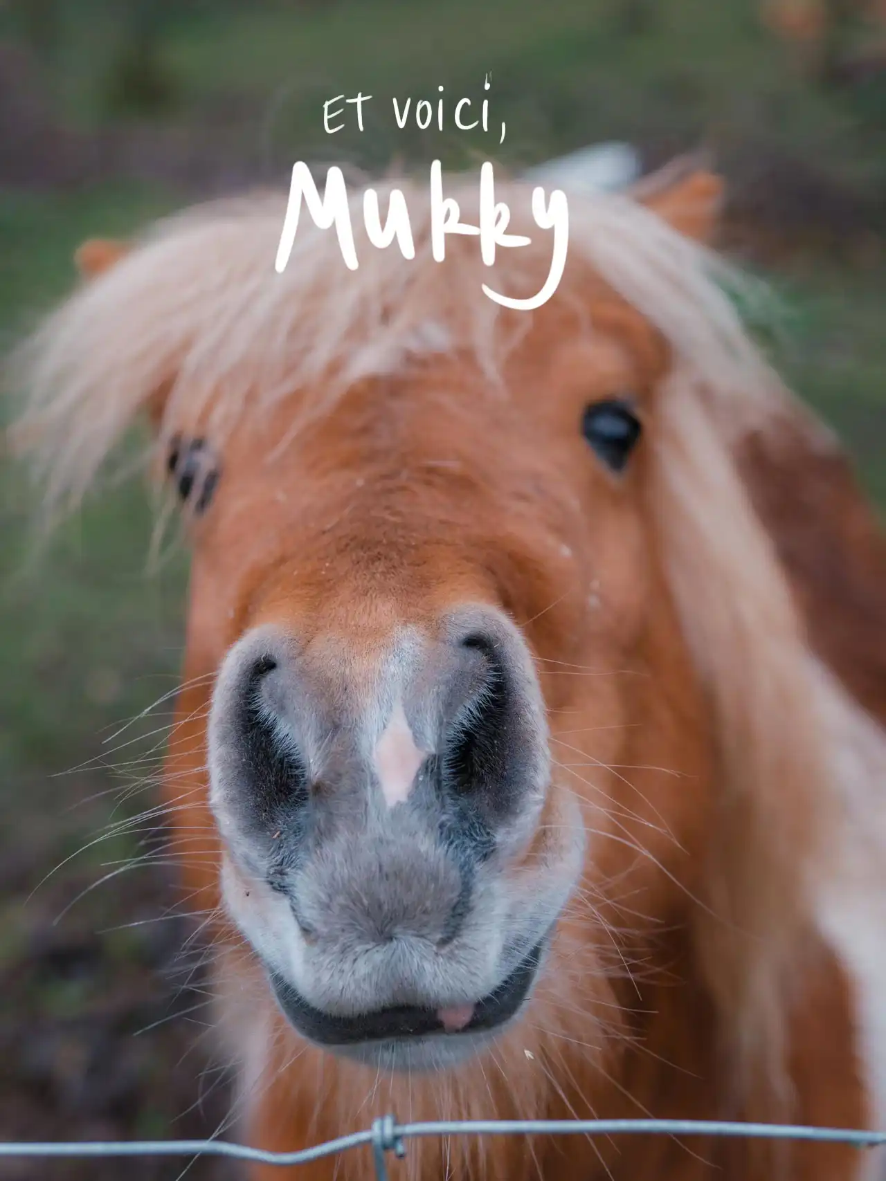 Mukky, Poney du Logement Romantique Au Pré de Mukky à Andenne