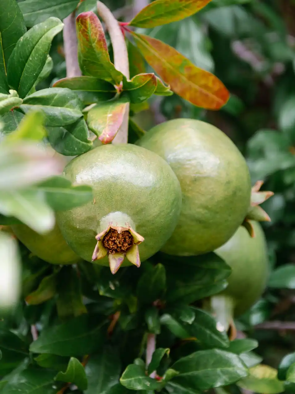 Grenades sur un arbres aux Gorges de Richtis en Crète