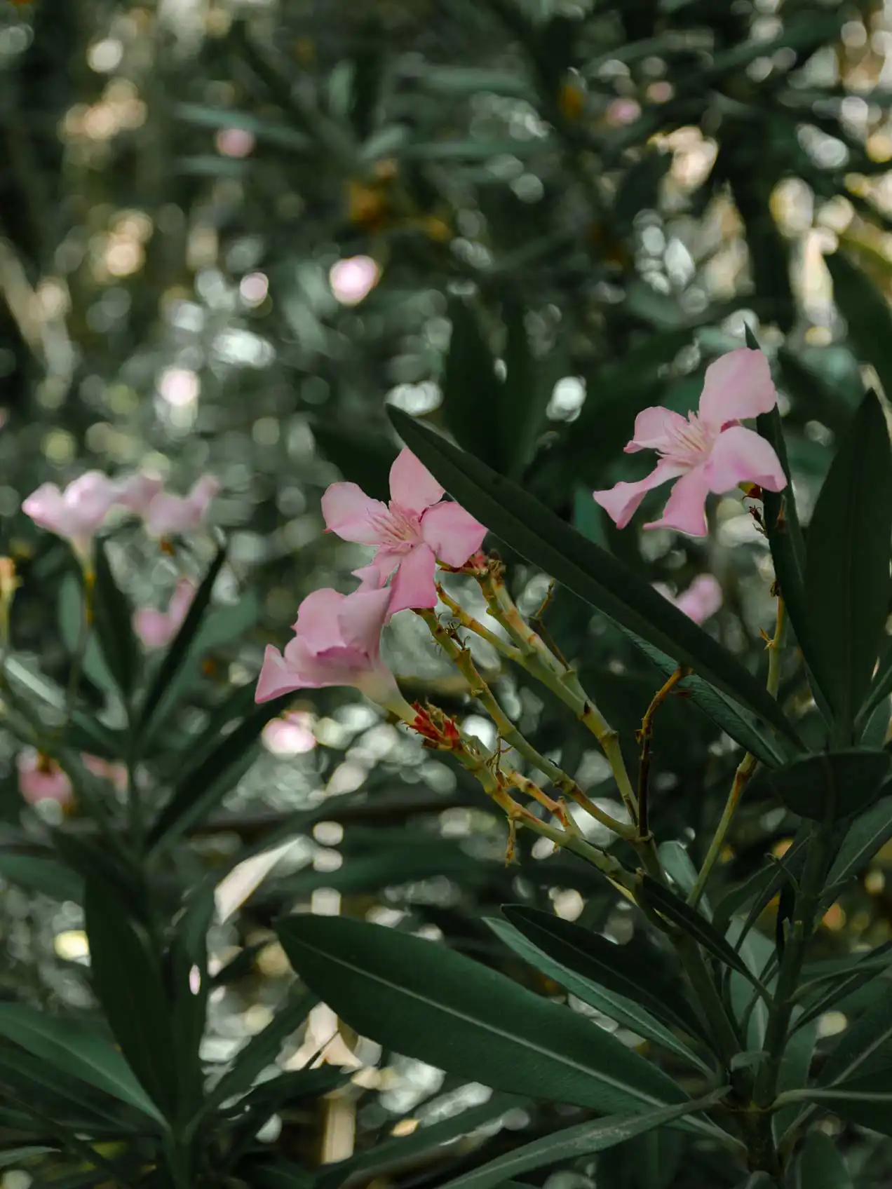 Laurier rose aux Gorges de Richis, Crète de l'Est