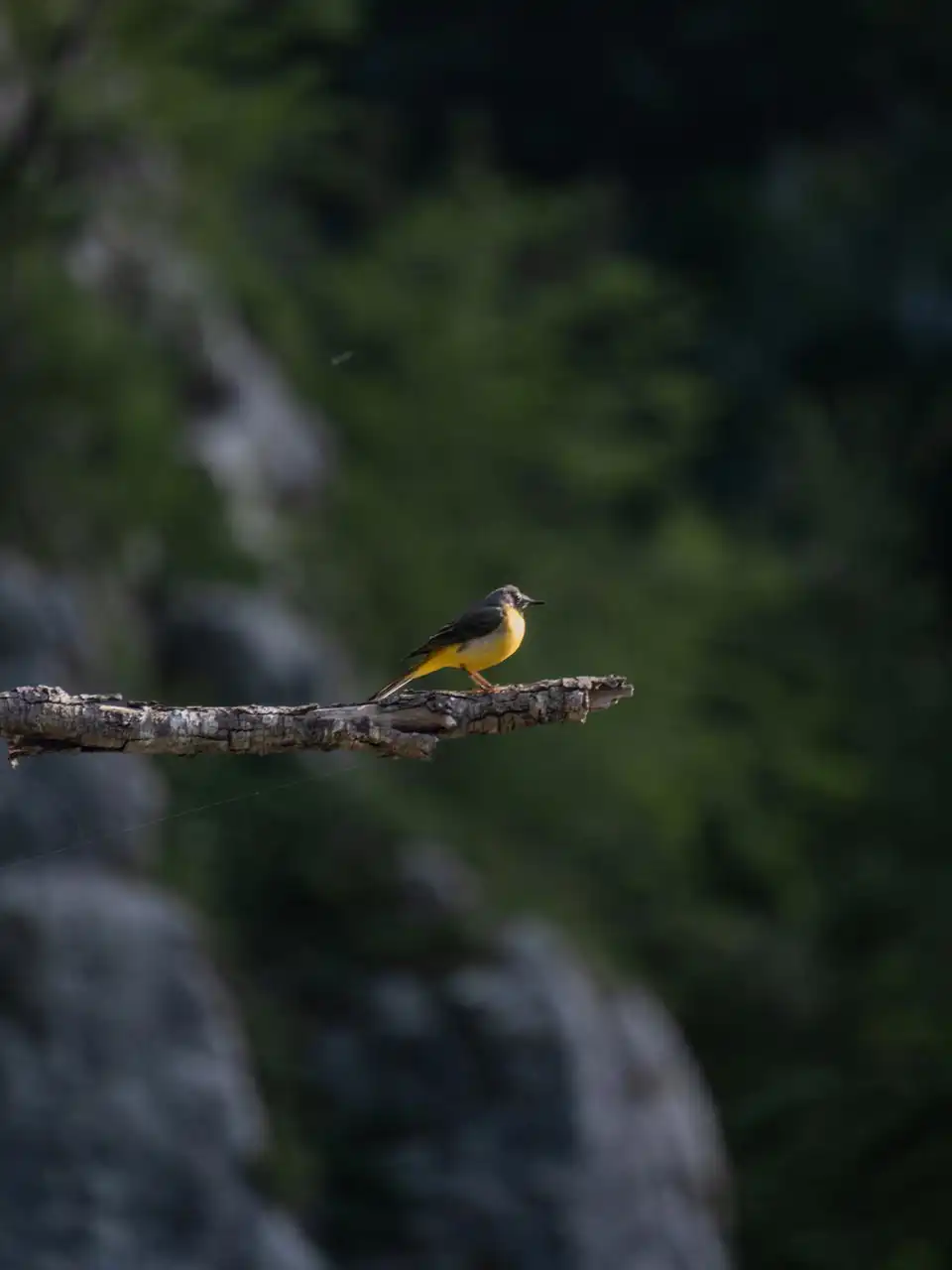 Bergeronnette des ruisseaux sur une branche, Plitvice en Croatie