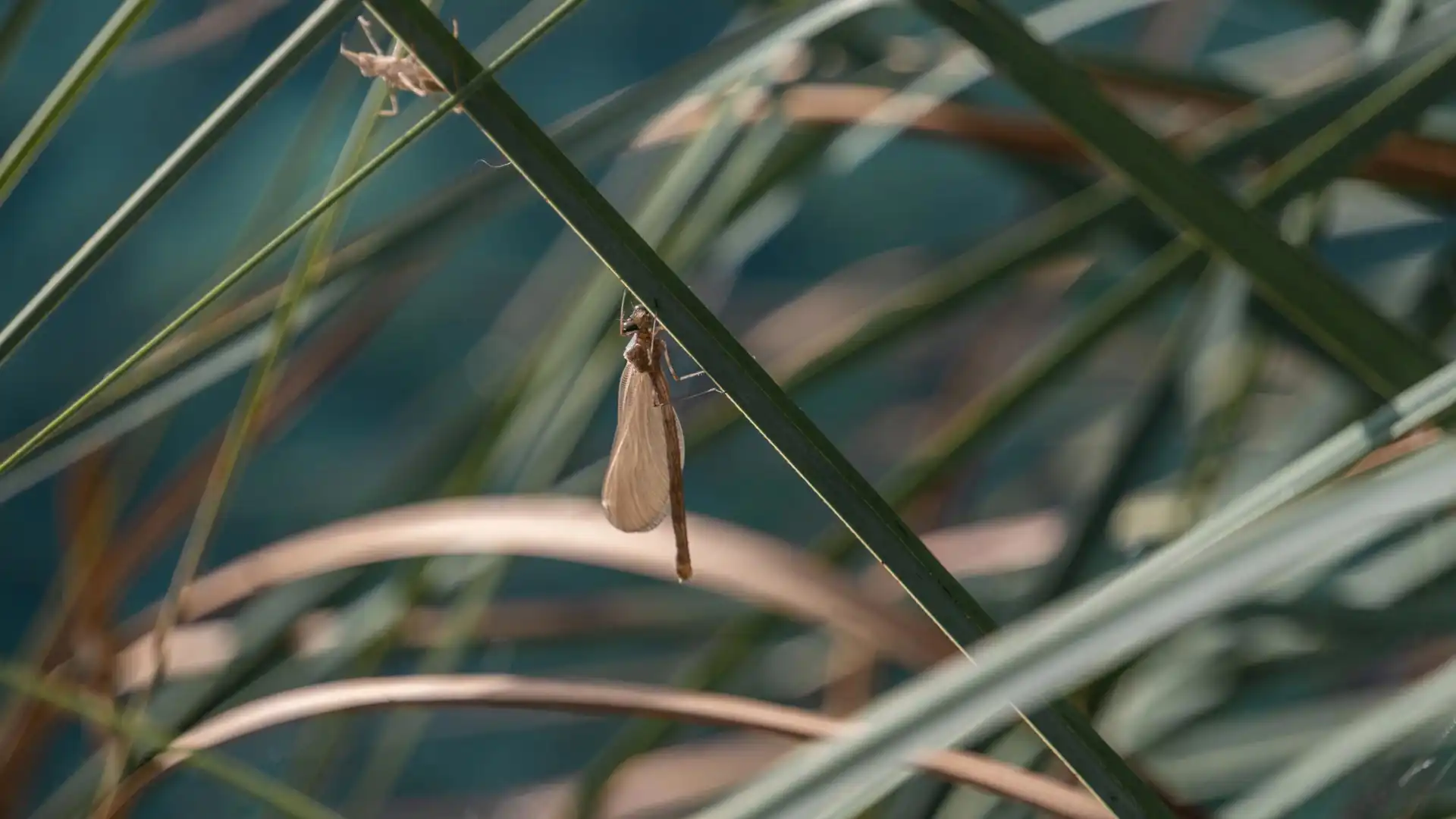 Libellule sur un roseau à Plitvice en Croatie