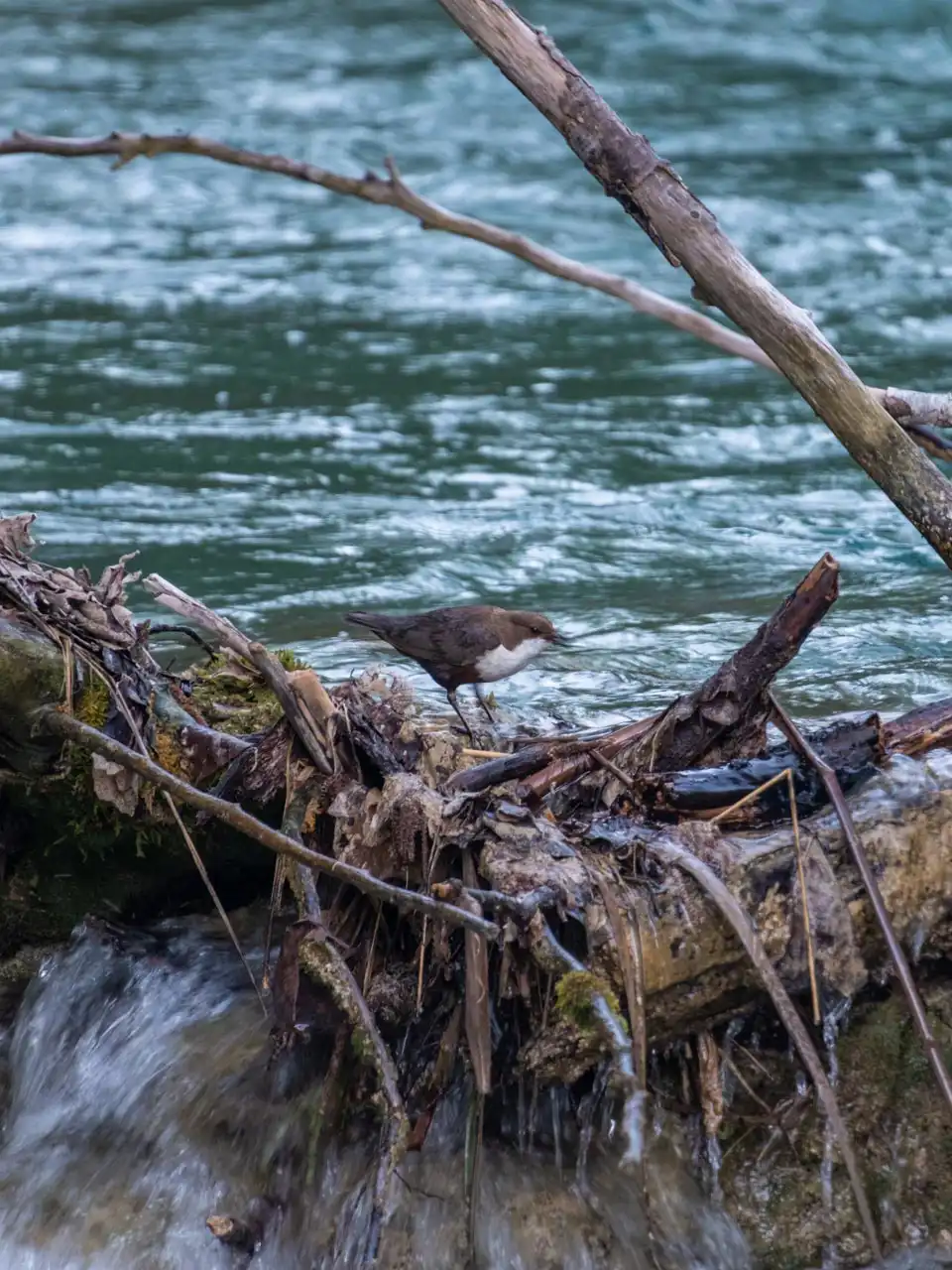 Cingle Plongeur sur une branche, Plitvice en Croatie