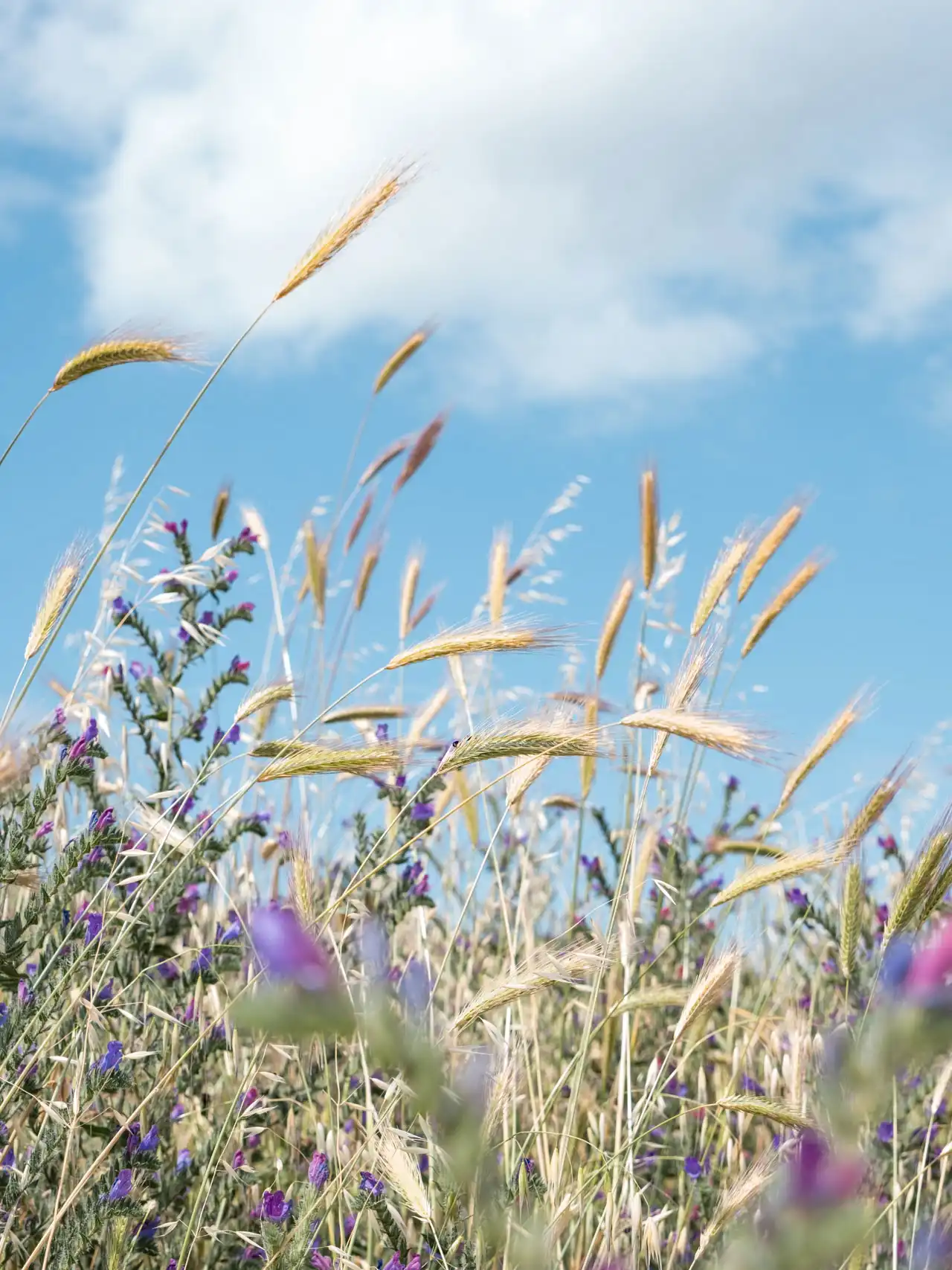 Randonnée au Lac Vrana en Croatie