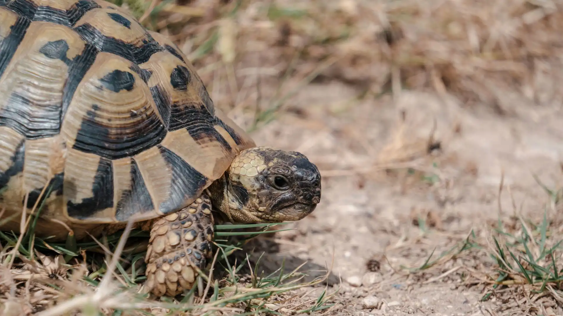 Tortue terrestre au Lac de Vrana en Croatie
