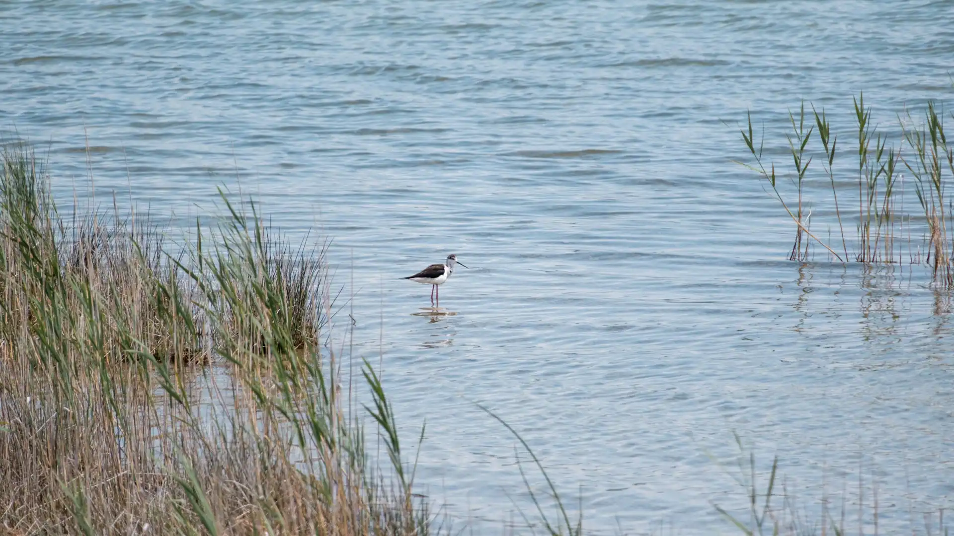 Réserve ornithologique du lac Vrana en Croatie