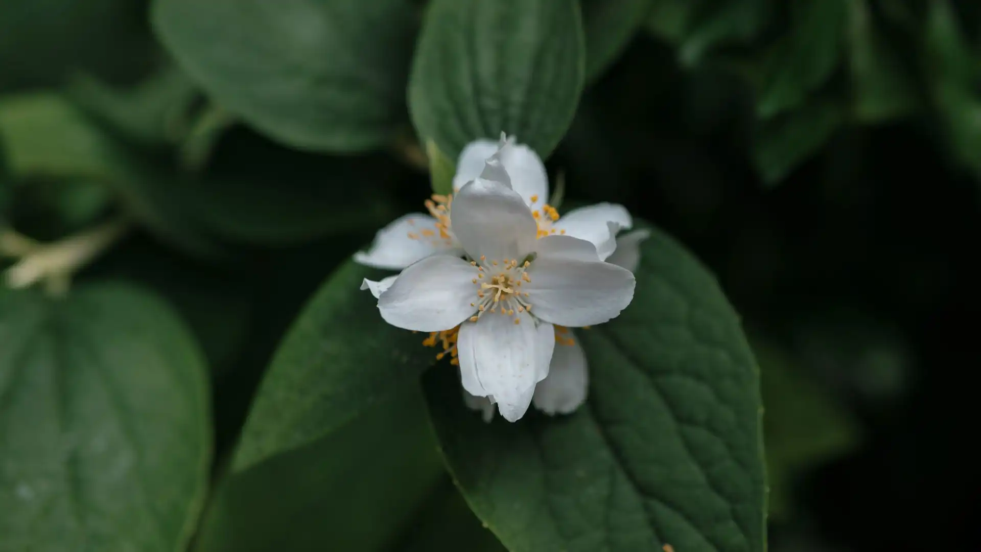 Fleur flanche sur feuilles vertes au Parc de la Reine Madjievka à Zadar
