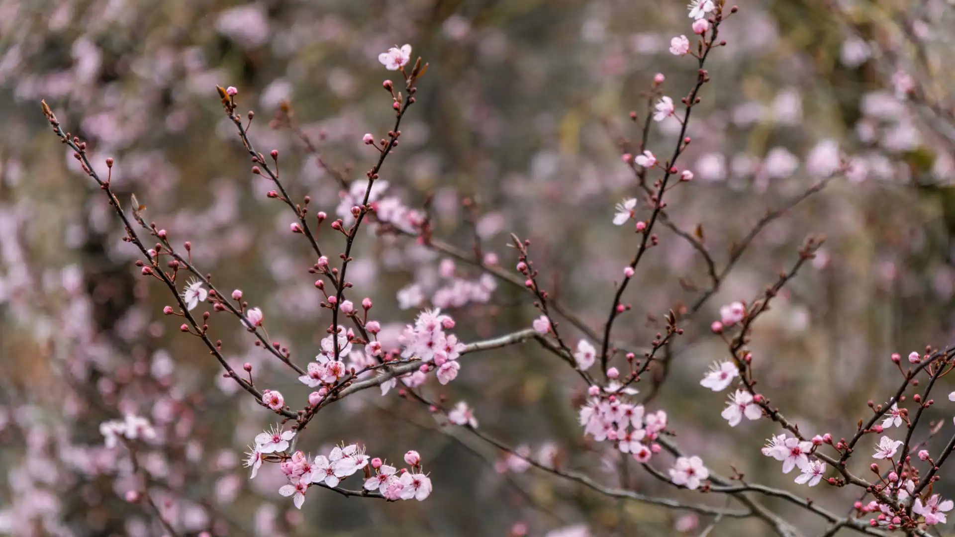 Les cerisiers en fleur dans la cour du château