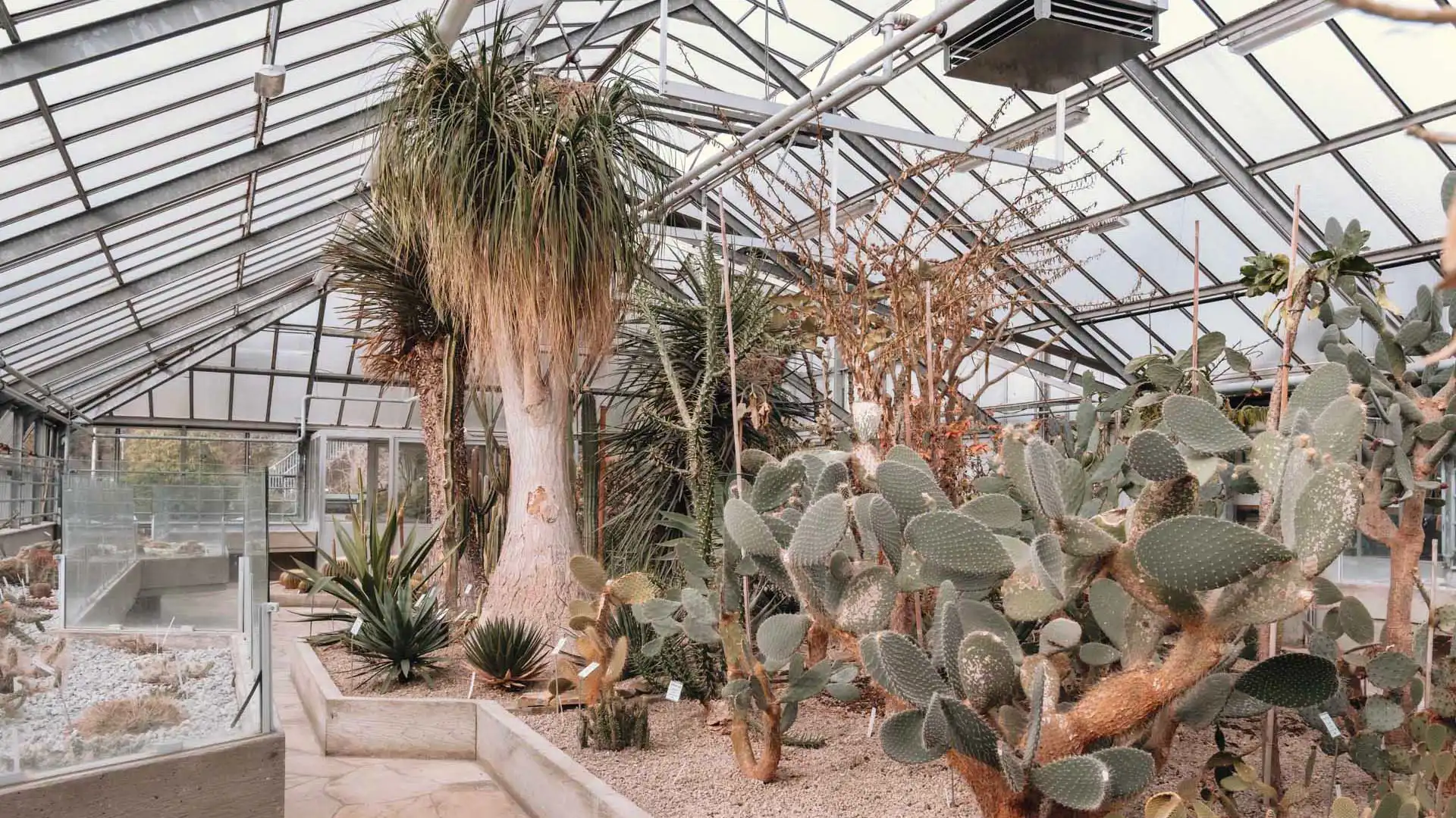 Serre au cactus du jardin botanique de Gand