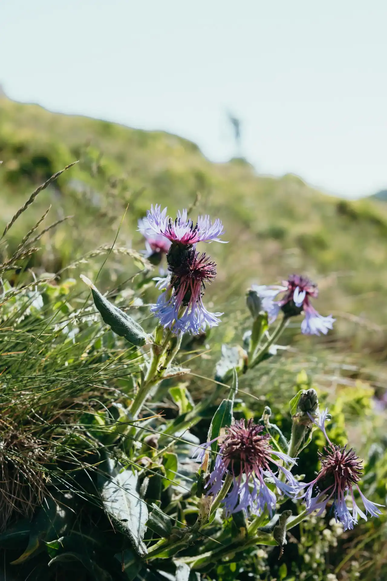 Randonnée au petit Hohneck dans le massif des Vosges