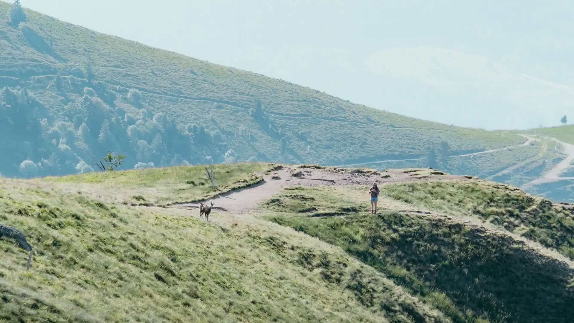 Chamois au Hohneck dans le massif des Vosges