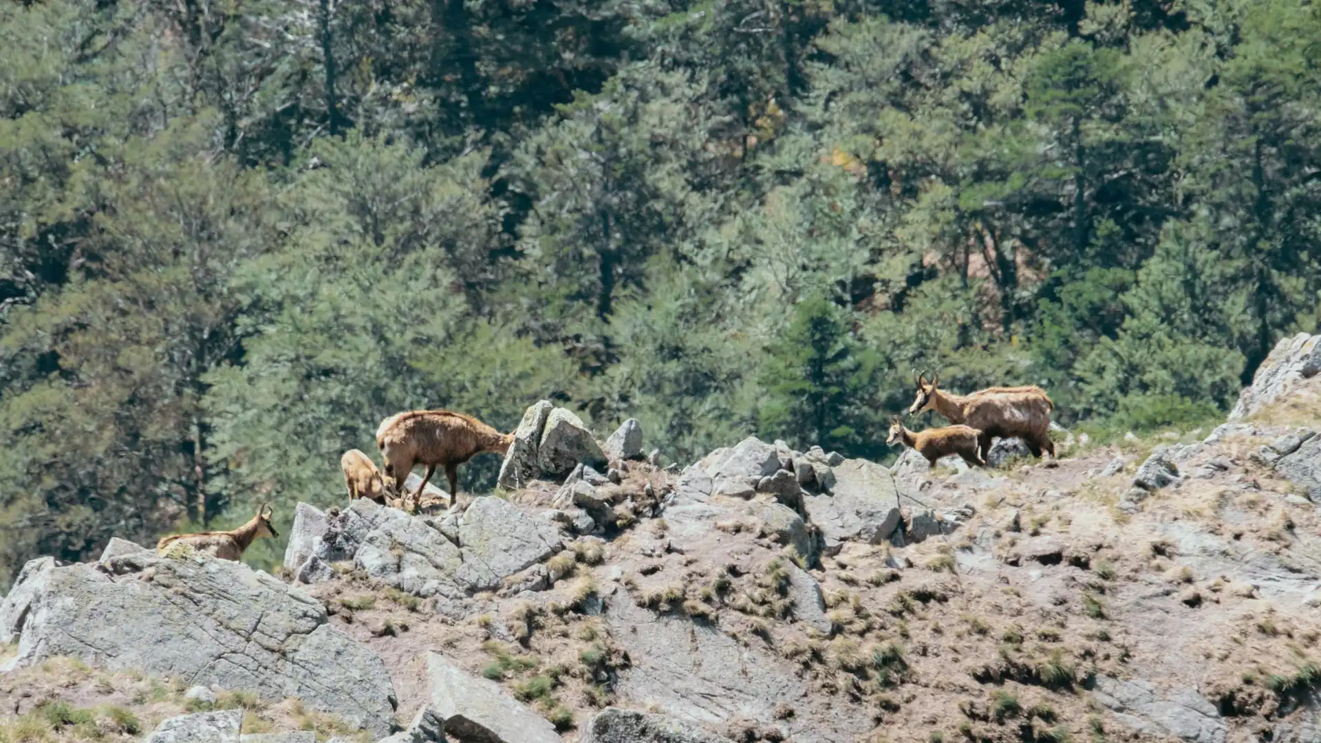 Chamois au Hohneck dans le massif des Vosges