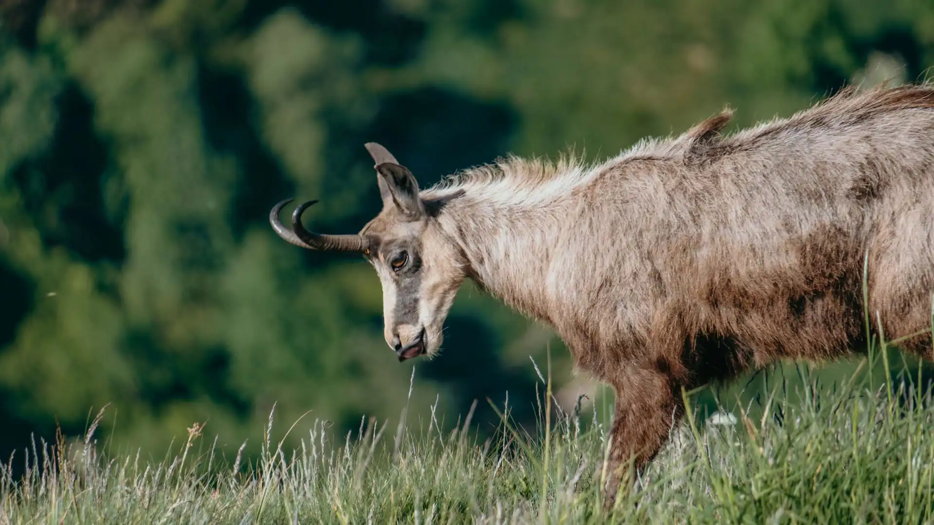Chamois au Hohneck dans le massif des Vosges