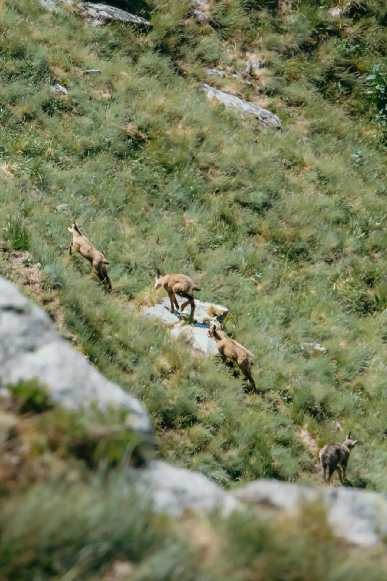 Chamois au Hohneck dans le massif des Vosges