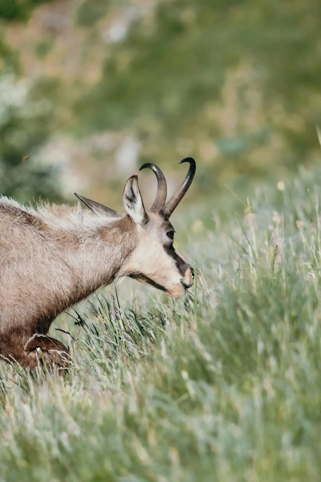 Chamois au Hohneck dans le massif des Vosges
