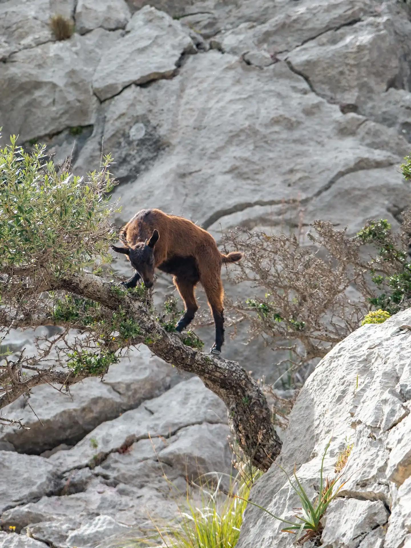 Chèvre qui mange dans un arbre à de l'embalse de Cùber