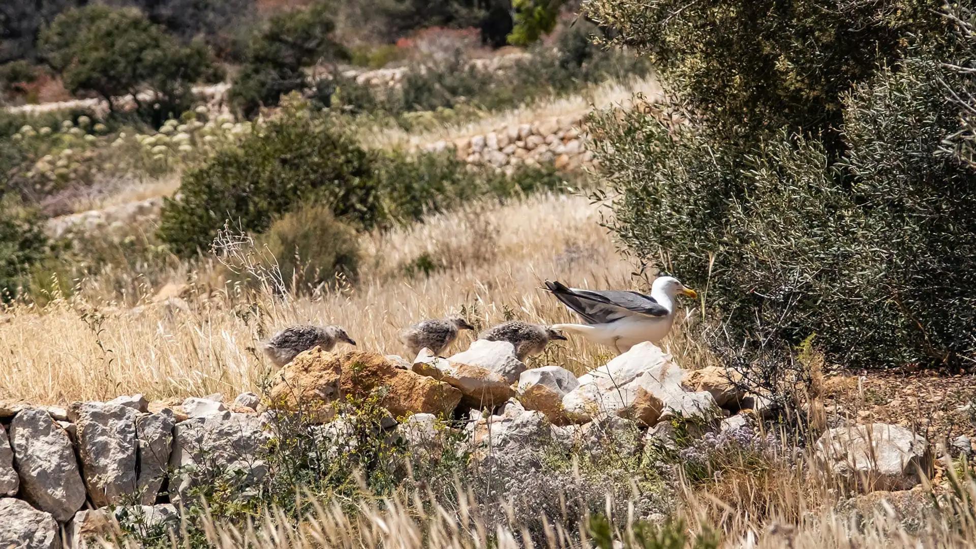 Parent de goéland avec 3 petits
