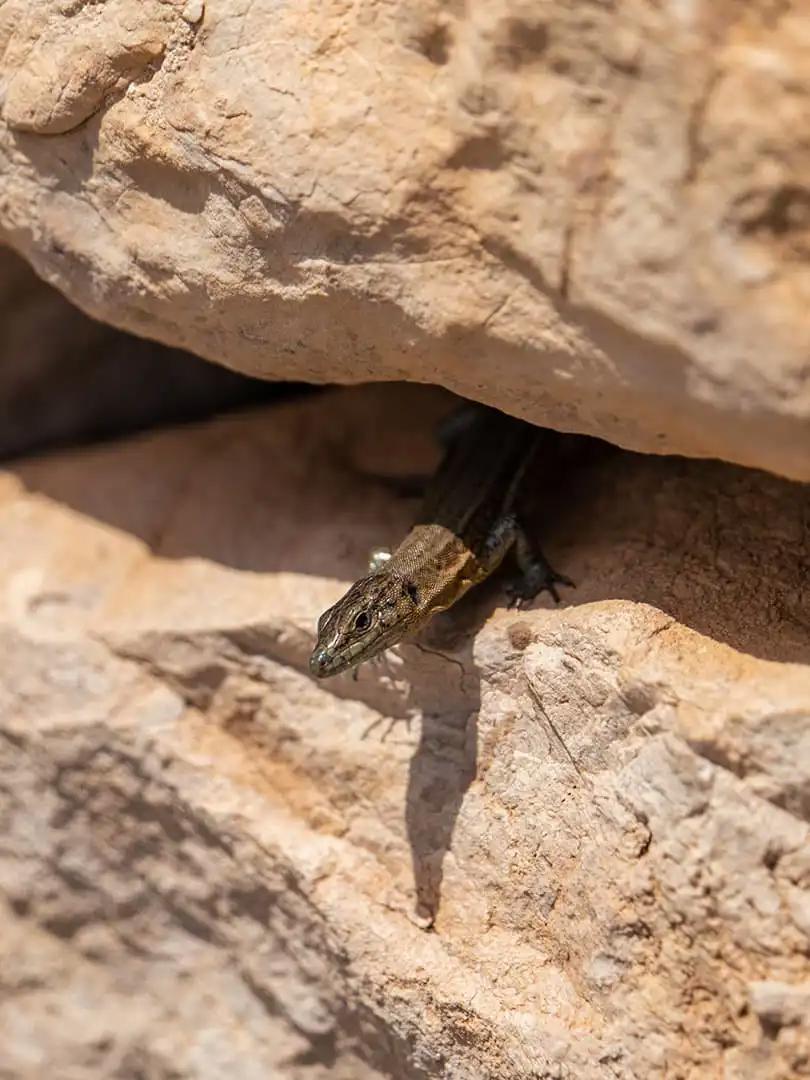 lézard entre 2 pierres
