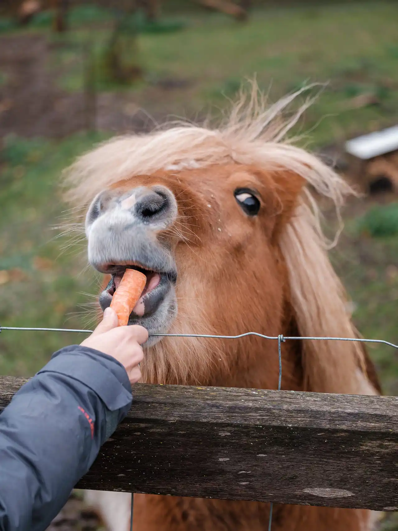 Mukky au pré de Mukky